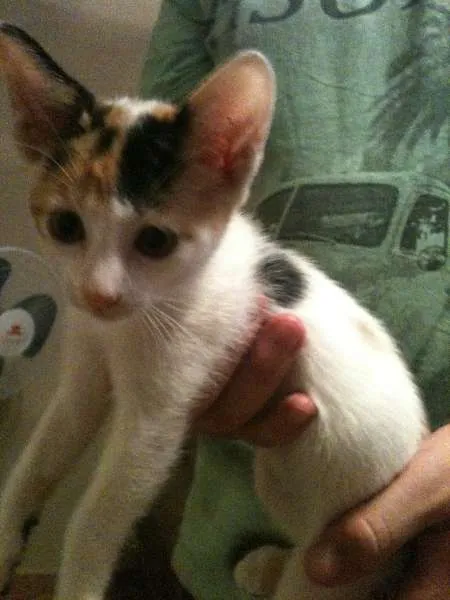 Gato ra a Indefinida idade 2 a 6 meses nome Florinda