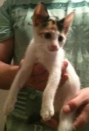 Gato ra a Indefinida idade 2 a 6 meses nome Florinda