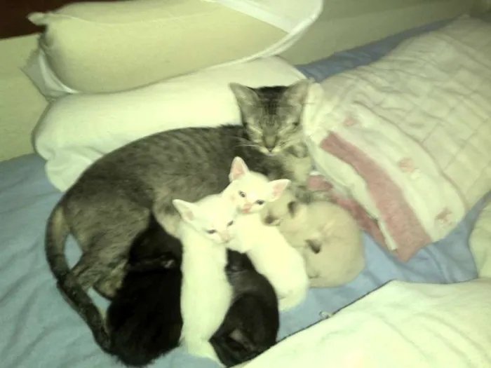 Gato ra a SRD idade Abaixo de 2 meses nome filhotes