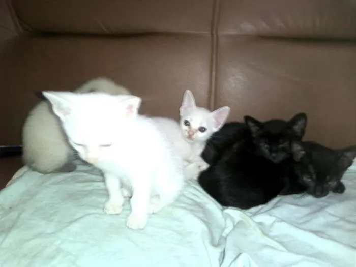 Gato ra a SRD idade Abaixo de 2 meses nome filhotes