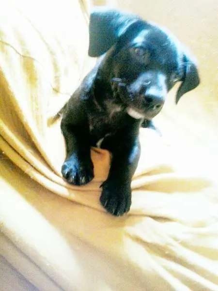 Cachorro ra a não tem  idade Abaixo de 2 meses nome não tem 
