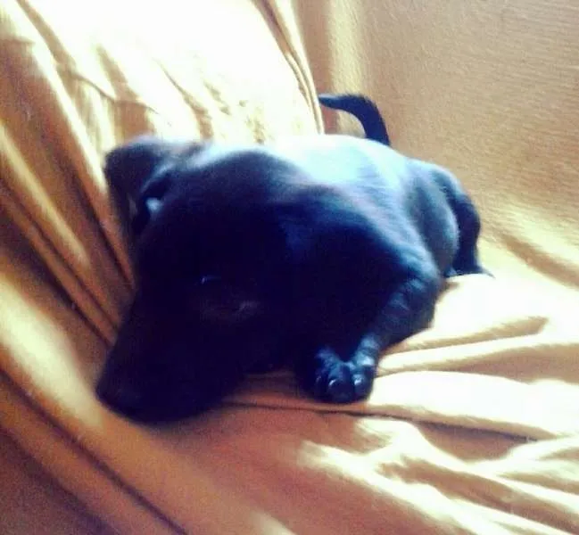 Cachorro ra a não tem  idade Abaixo de 2 meses nome não tem 