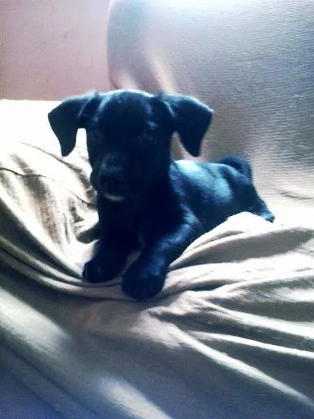 Cachorro ra a não tem  idade Abaixo de 2 meses nome não tem 