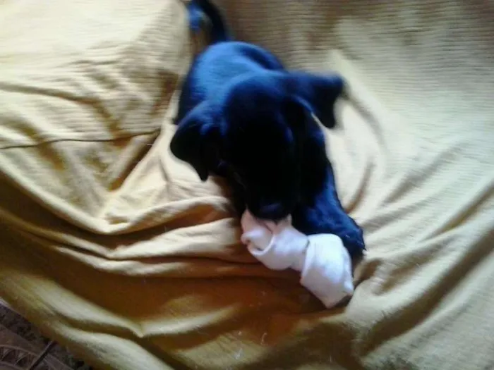 Cachorro ra a não tem  idade Abaixo de 2 meses nome não tem 