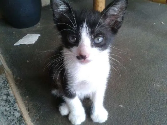 Gato ra a SRD idade Abaixo de 2 meses nome Filhotes