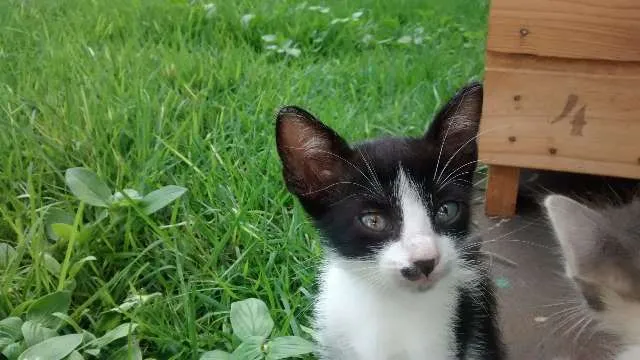 Gato ra a SRD idade Abaixo de 2 meses nome Filhotes