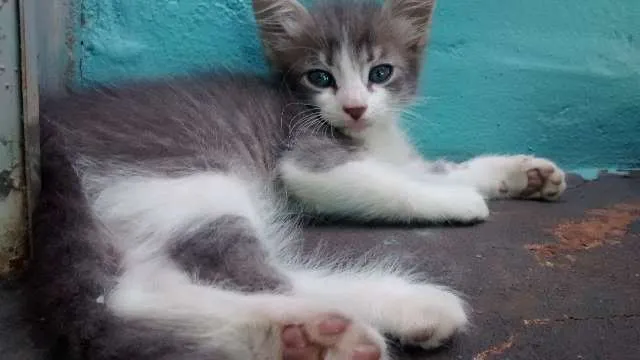 Gato ra a SRD idade Abaixo de 2 meses nome Filhotes