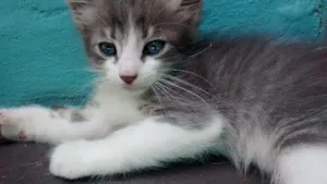 Gato raça SRD idade Abaixo de 2 meses nome Filhotes