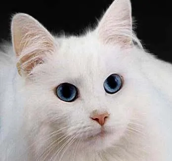 Gato ra a Balinês / Chartreux idade Abaixo de 2 meses nome Sem Nome