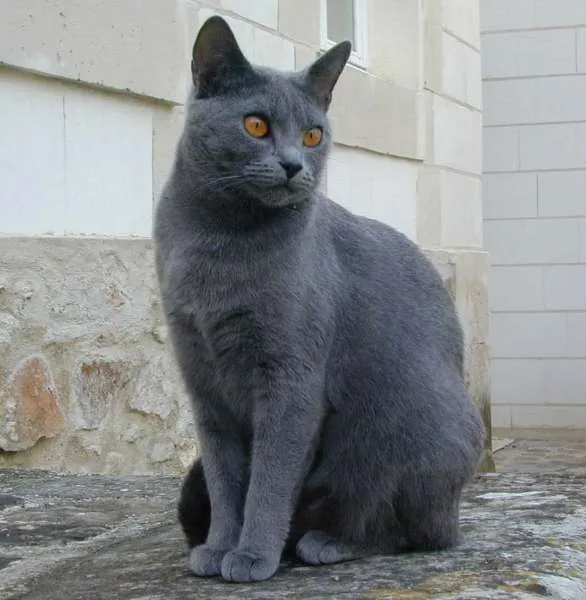 Gato ra a Balinês / Chartreux idade Abaixo de 2 meses nome Sem Nome