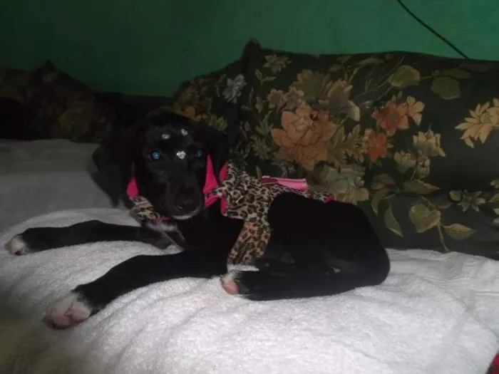 Cachorro ra a SRD idade 2 a 6 meses nome Bebe São Vicente