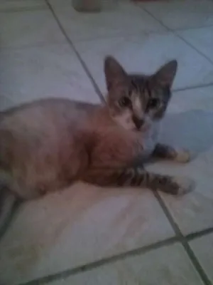 Gato raça SRD idade 1 ano nome Mãe