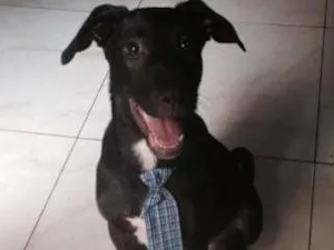 Cachorro raça SRD idade 2 a 6 meses nome Zoio