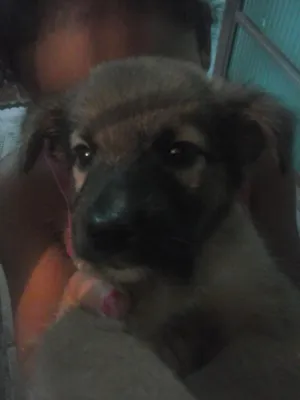 Cachorro raça  idade Abaixo de 2 meses nome nao tem