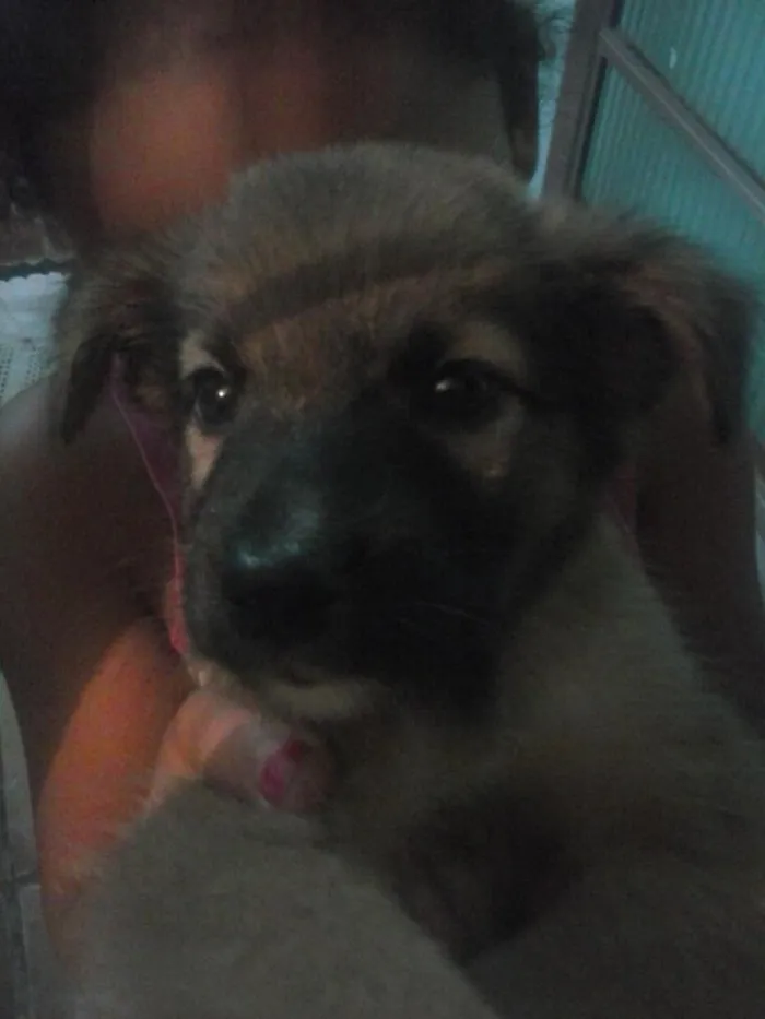 Cachorro ra a idade Abaixo de 2 meses nome nao tem