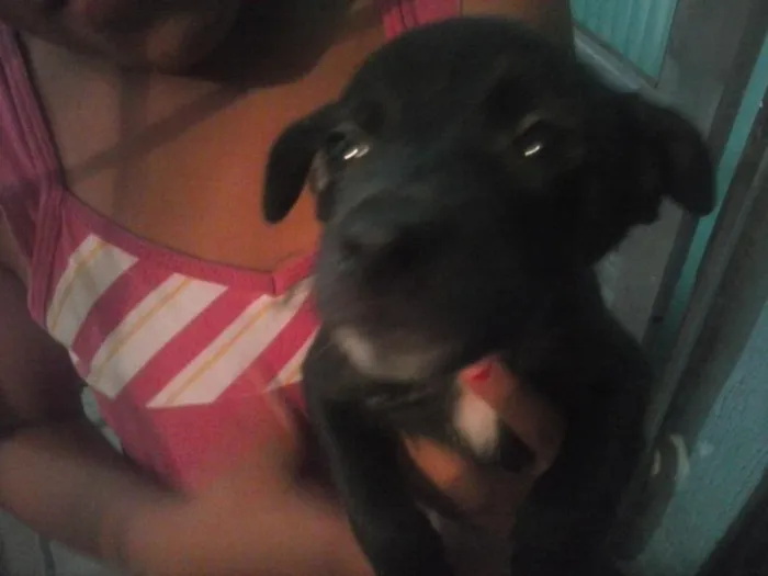 Cachorro ra a  idade Abaixo de 2 meses nome nao tem