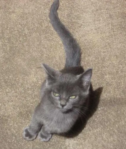 Gato ra a  idade 2 a 6 meses nome Bebê
