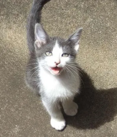 Gato ra a  idade 2 a 6 meses nome SEM NOME