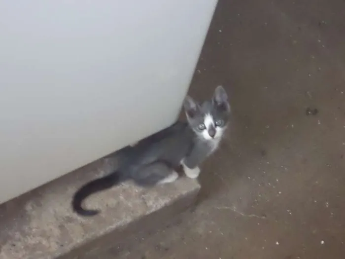 Gato ra a  idade 2 a 6 meses nome SEM NOME