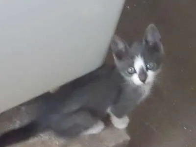 Gato ra a  idade 2 a 6 meses nome SEM NOME