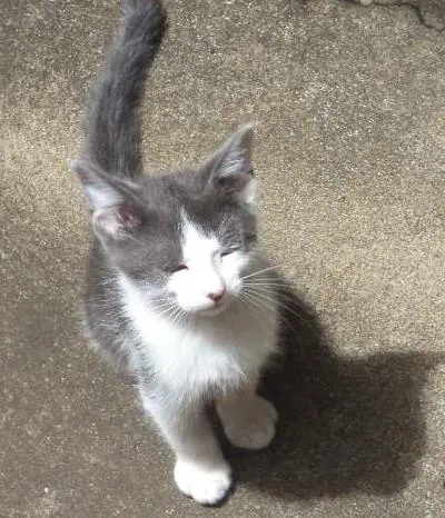 Gato ra a  idade 2 a 6 meses nome SEM NOME