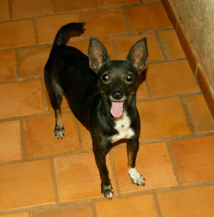 Cachorro ra a vira-latas idade  nome Encontrada 28/02/14