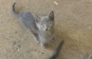 Gato raça  idade 2 a 6 meses nome Bebê