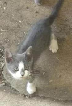 Gato ra a  idade 2 a 6 meses nome SEM NOME