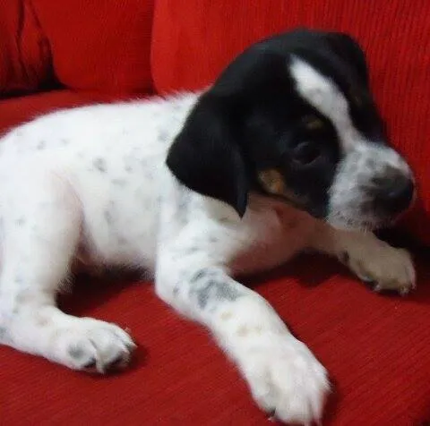 Cachorro ra a raça indefinida idade Abaixo de 2 meses nome NICK