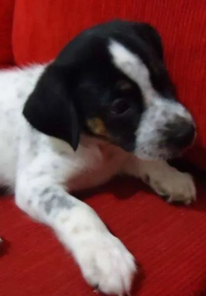 Cachorro ra a raça indefinida idade Abaixo de 2 meses nome NICK