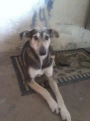 Cachorro raça Vira Lata idade 4 anos nome Evellyn Maria