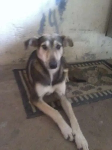 Cachorro ra a Vira Lata idade 4 anos nome Evellyn Maria