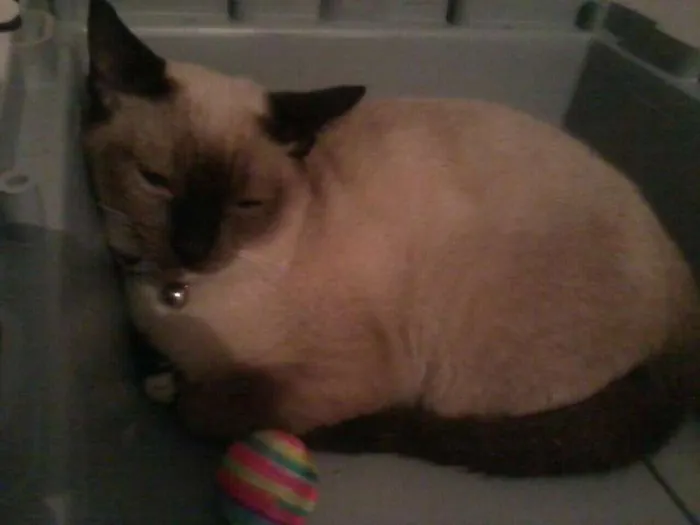 Gato ra a Siamesa  idade 1 ano nome Marie