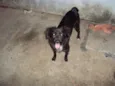 Fofinho