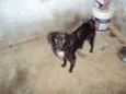 Fofinho