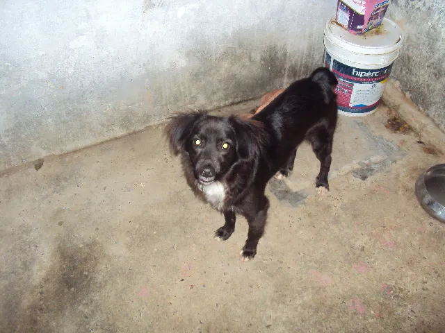 Cachorro ra a VIRA-LATA idade 1 ano nome Fofinho