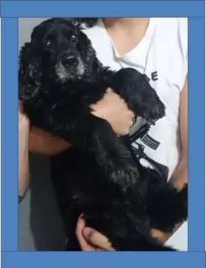 Cachorro raça Cocker idade 5 anos nome Raul cocker