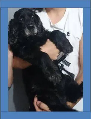 Cachorro ra a Cocker idade 5 anos nome Raul cocker