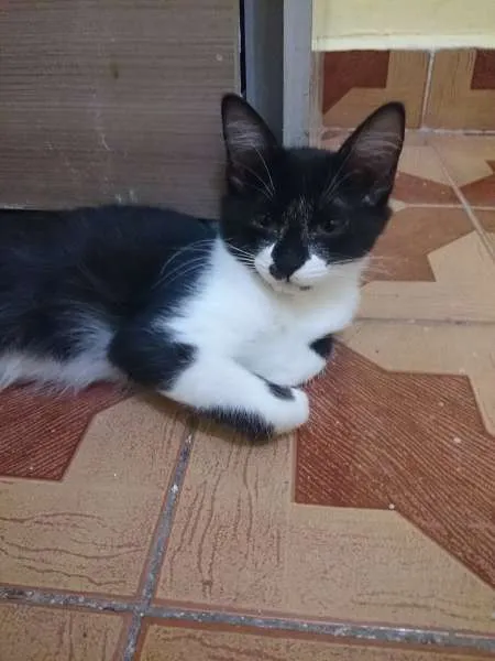 Gato ra a  idade 2 a 6 meses nome Batman