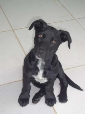 Cachorro raça SRD idade 7 a 11 meses nome lucky
