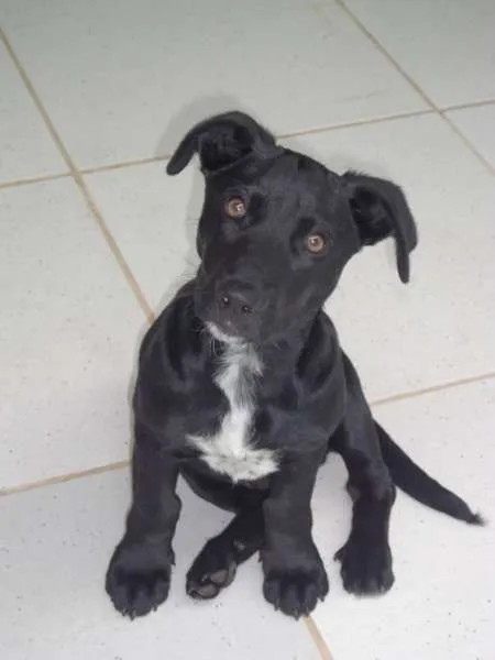 Cachorro ra a SRD idade 7 a 11 meses nome lucky