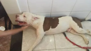 Cachorro ra a Pit-Bull idade  nome Lost