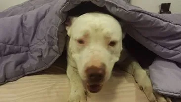 Cachorro ra a Pit-Bull idade  nome Lost