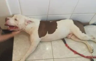 Cachorro ra a Pit-Bull idade  nome Lost