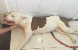 Cachorro ra a Pit-Bull idade  nome Lost