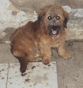Cachorro raça Basset-Cofap idade 7 a 11 meses nome MEL