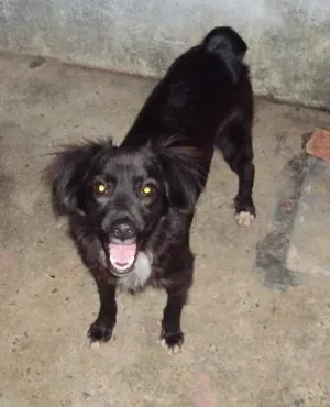 Cachorro raça VIRA-LATA idade 1 ano nome Fofinho