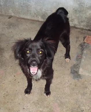 Cachorro ra a VIRA-LATA idade 1 ano nome Fofinho