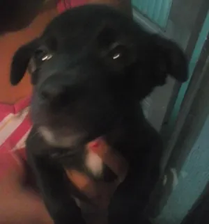 Cachorro raça  idade Abaixo de 2 meses nome nao tem