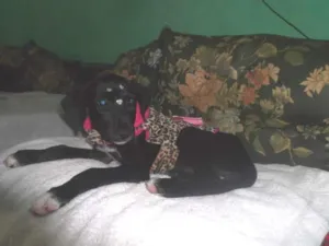 Cachorro raça SRD idade 2 a 6 meses nome Bebe São Vicente